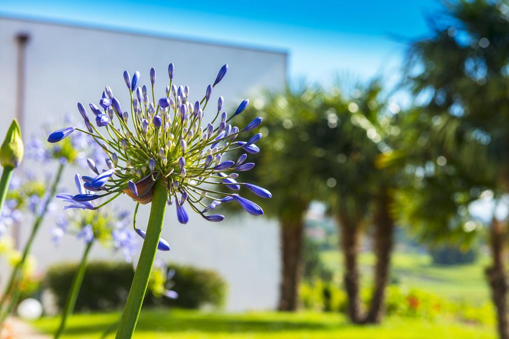 Quinta De San Amaro Rias Baixas Otel Meaño Dış mekan fotoğraf